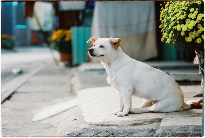 a white dog sitting on the side walk near a plant