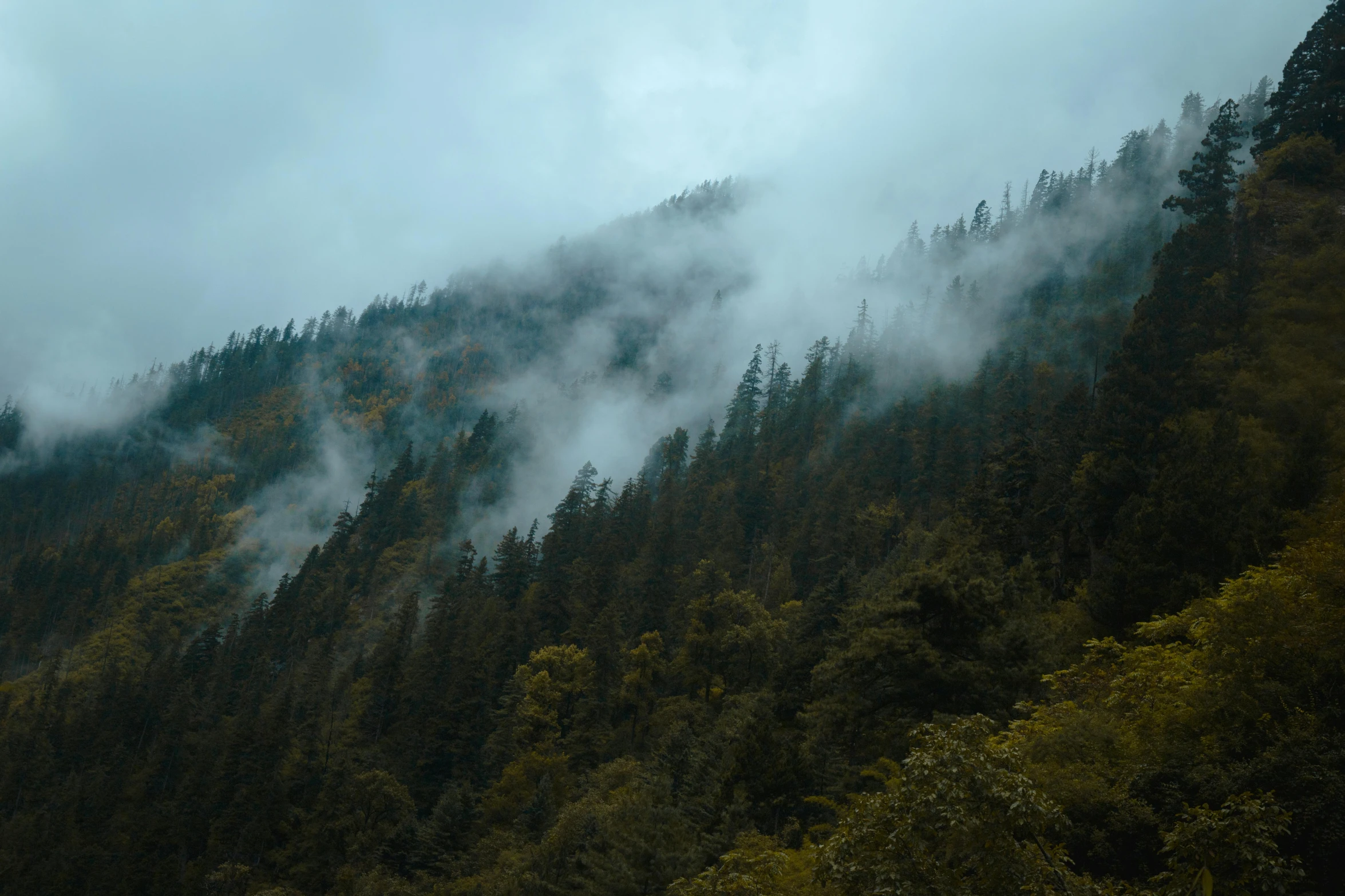 clouds moving through the trees in the mountains