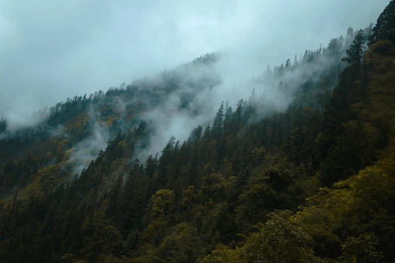 clouds moving through the trees in the mountains