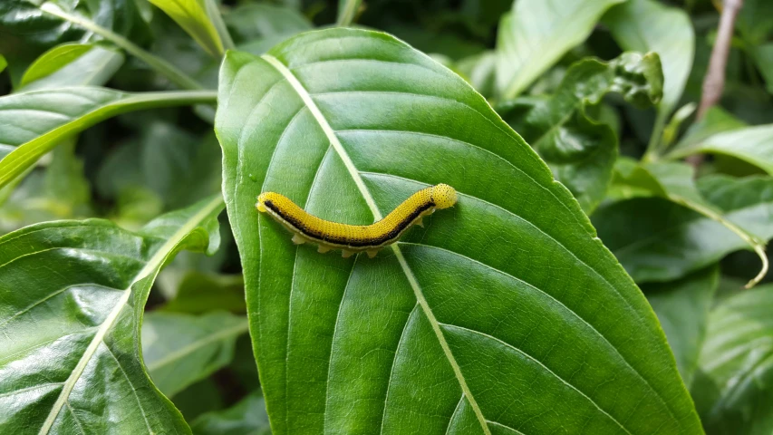 an orange and yellow caterpillar sitting on a leaf