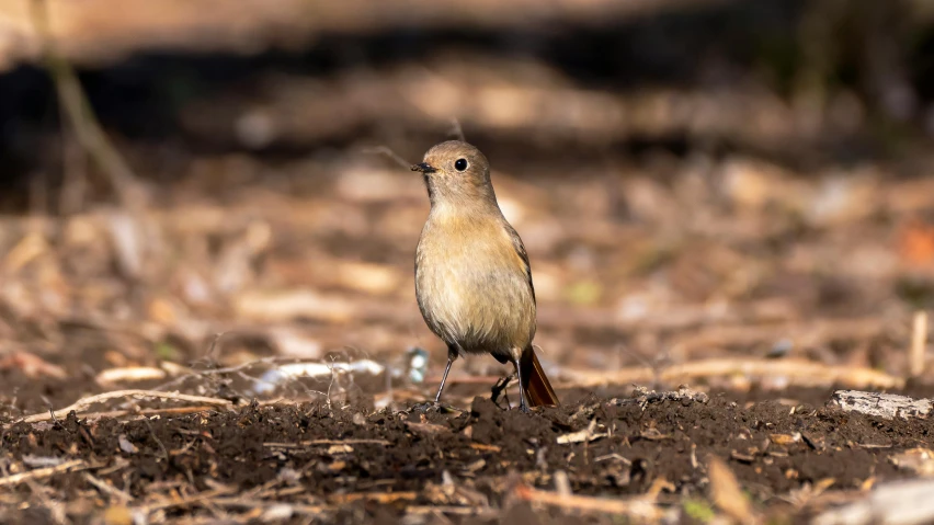 a small bird standing in the middle of the ground