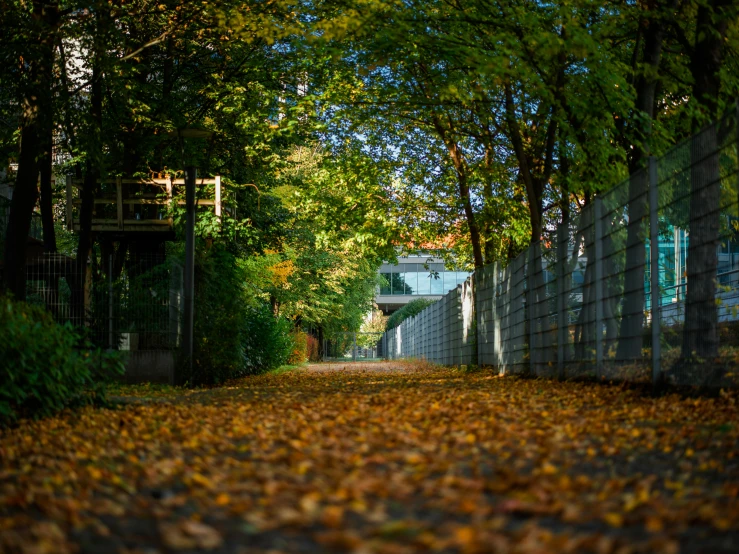 the path has been fenced off and covered in leaves