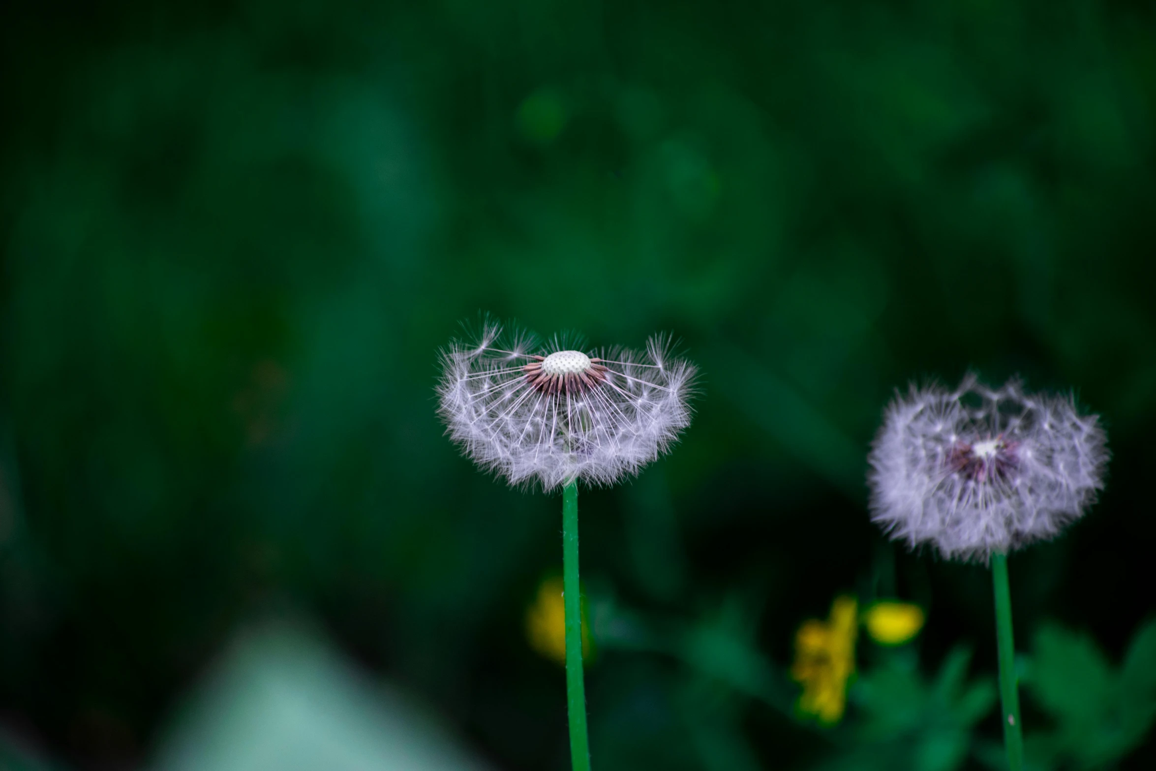 two purple dandelions stand in the midst of a green field