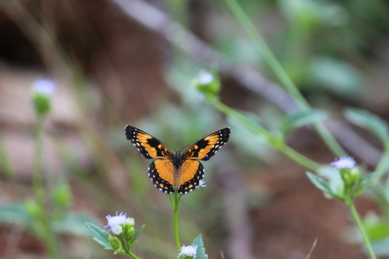 there is a small erfly sitting on the flower