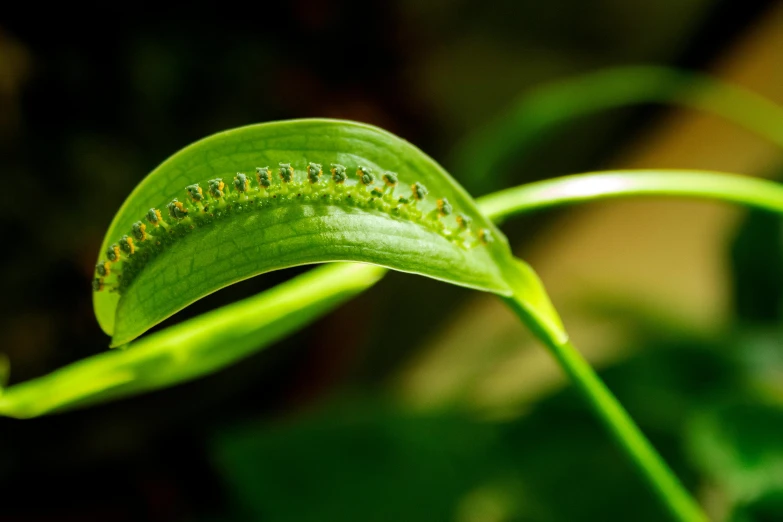 a green caterpillar attached to a green leaf