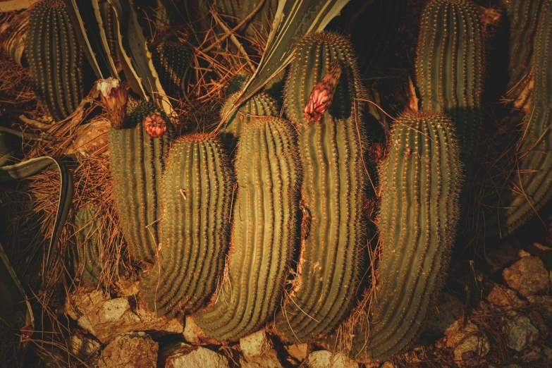 several cactus plant, a few of the plants in the middle have been trimmed with yellow needles