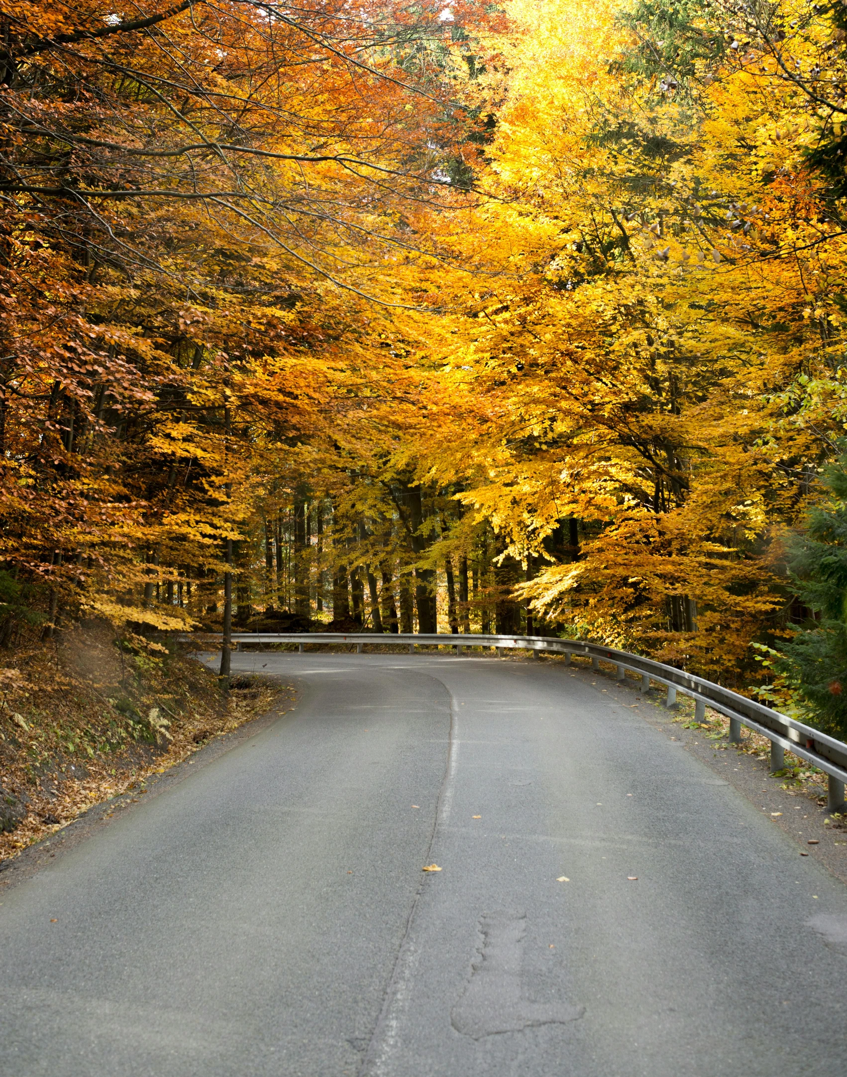 a very scenic road with many colored leaves on it