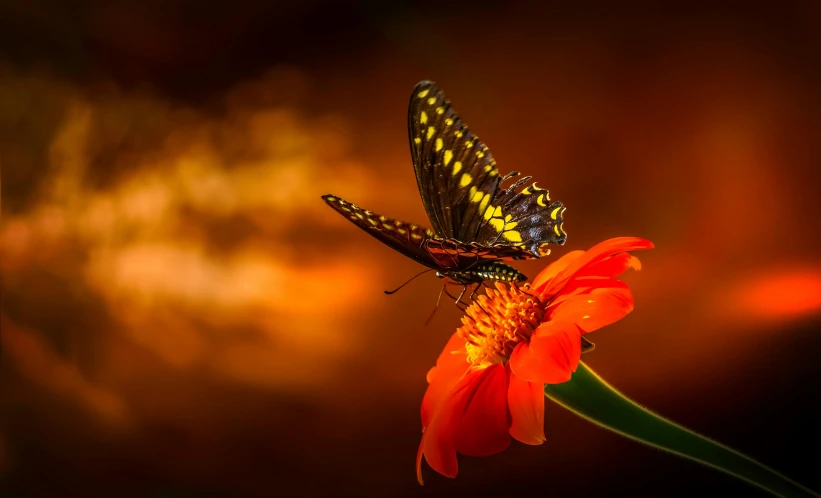 a black erfly sitting on top of an orange flower