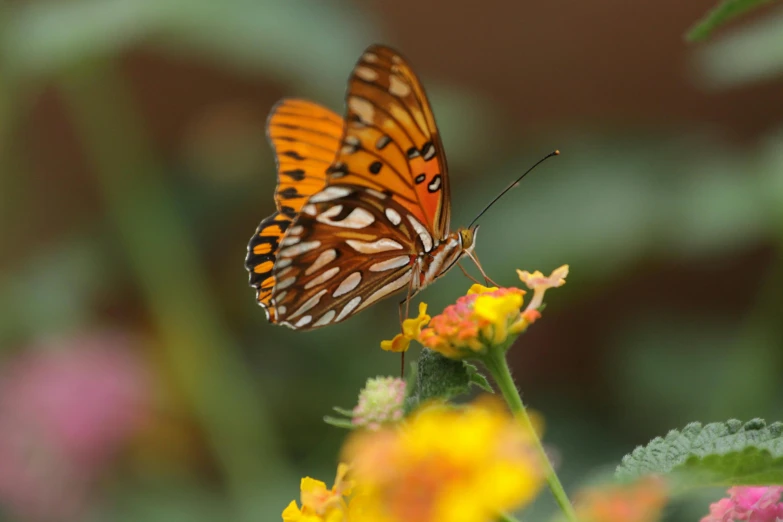 an orange erfly resting on a yellow flower