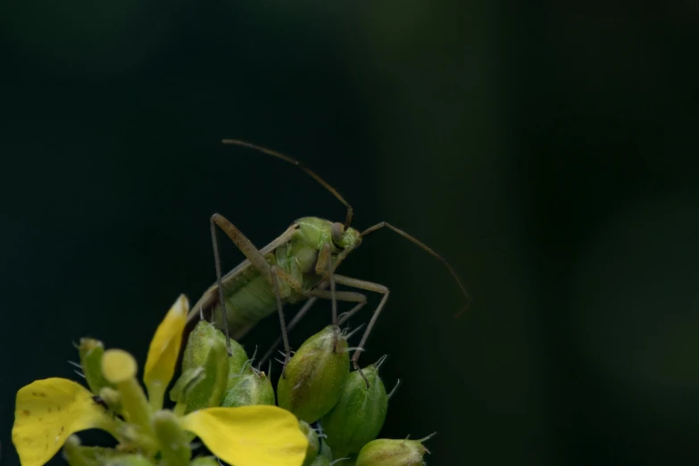 a large green grasshopper sits atop a small yellow flower