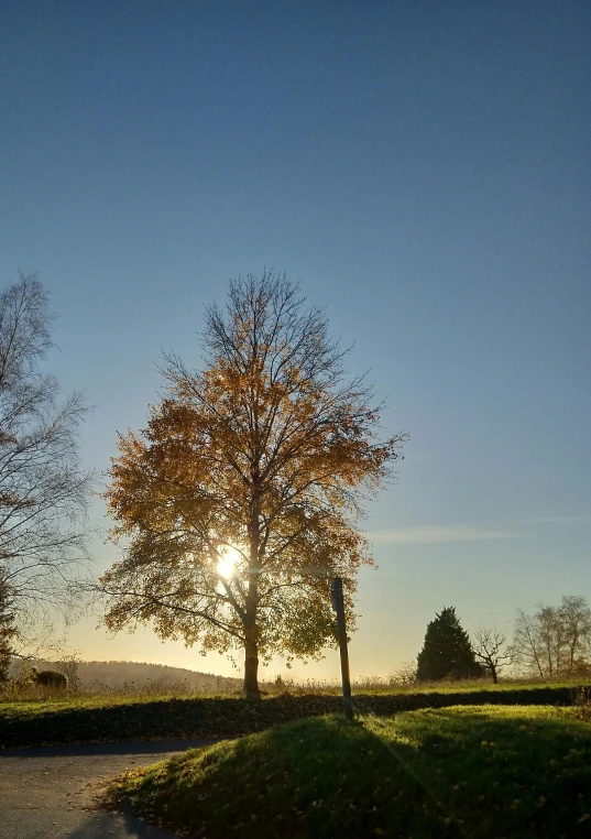 a tree sitting alone on a hill next to a road