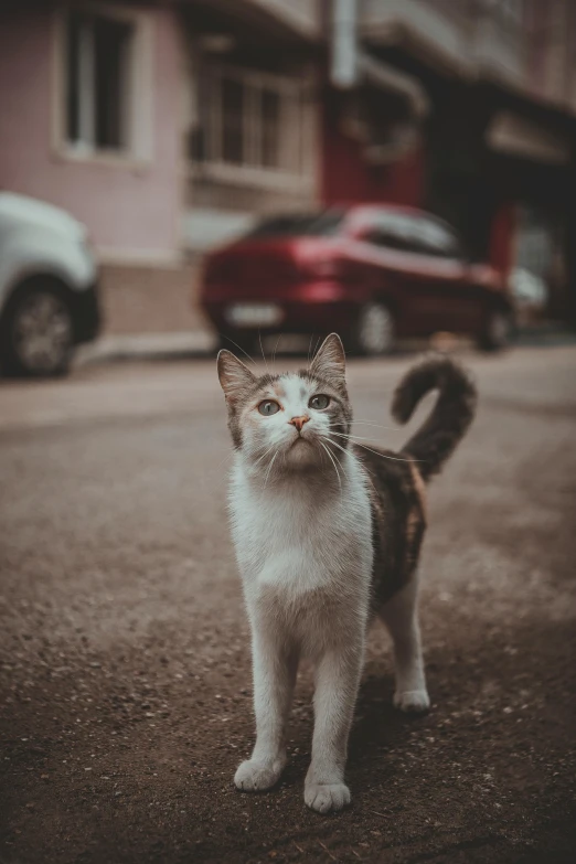 a small kitten stands on the sidewalk near parked cars