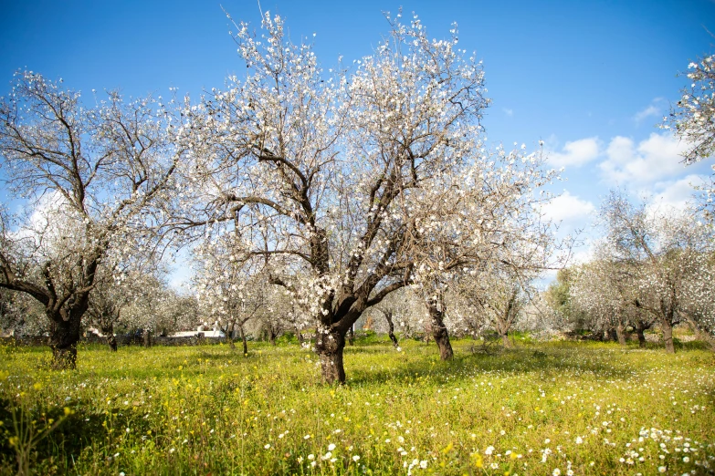 a grassy area with many trees and flowers