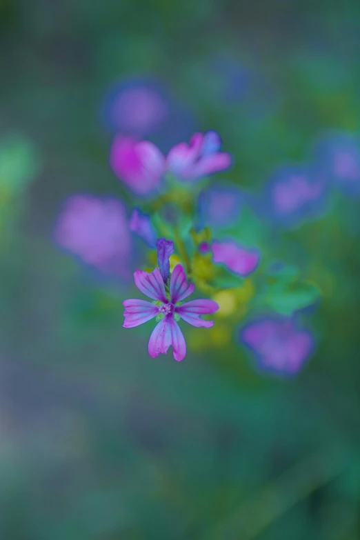 colorful flowers in the foreground with blurred background