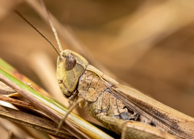 a brown and black bug sitting on top of a dry grass