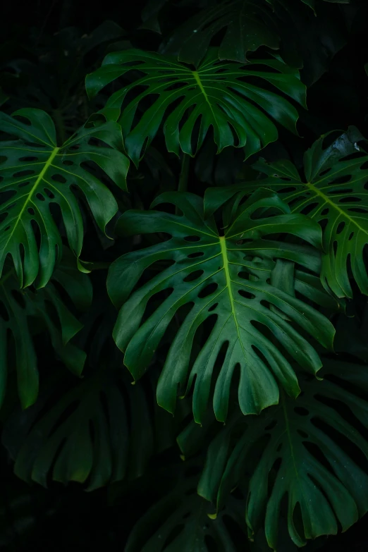 a lush green leafy plant with lots of drops of rain on it