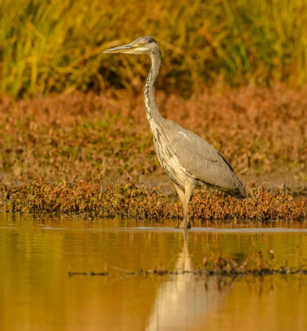 a grey bird standing on top of a body of water