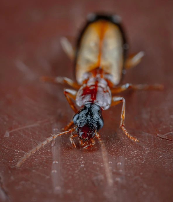 a bug with two bugs on its body