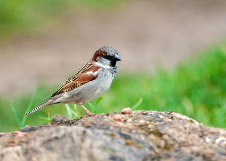 a bird standing on top of a rock