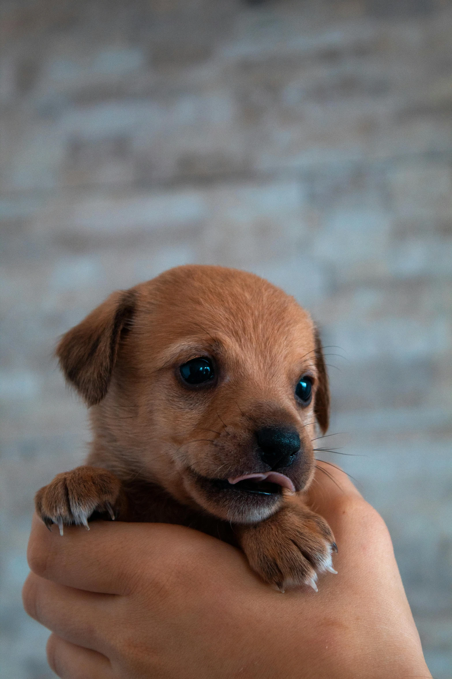 puppy in hand showing it's paw and looking straight at the camera