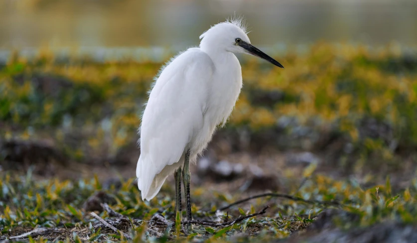 a white bird with a long bill is standing in the grass