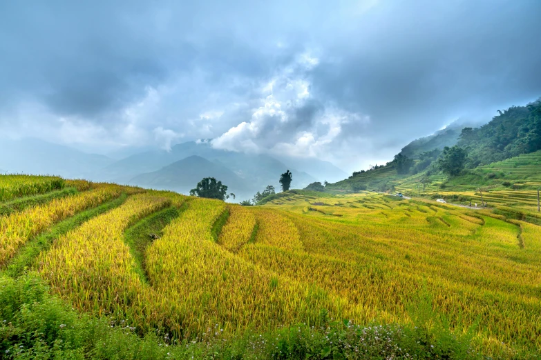 some dirt road in the middle of a grassy field