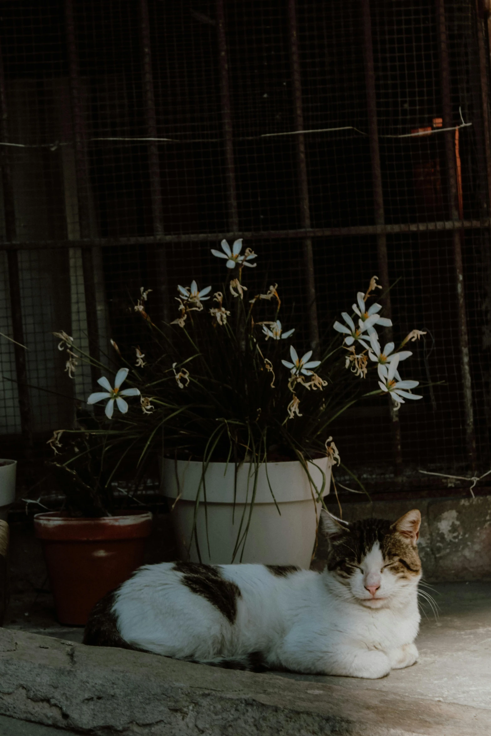 there is a cat that is laying in the street by some flowers