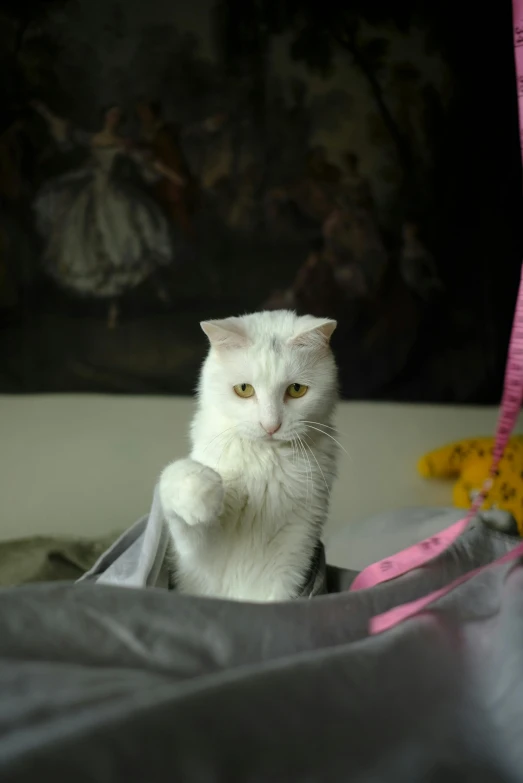 a white cat that is looking in a mirror