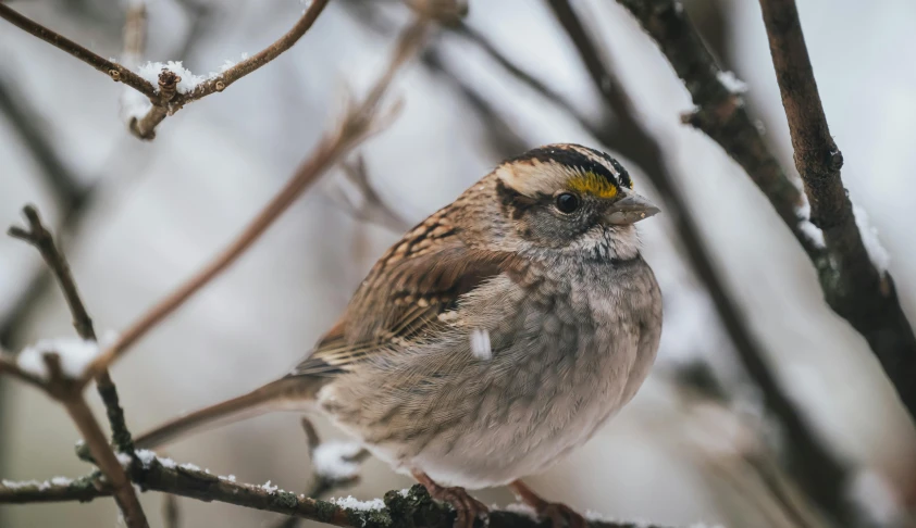 a small bird perched on top of a tree nch