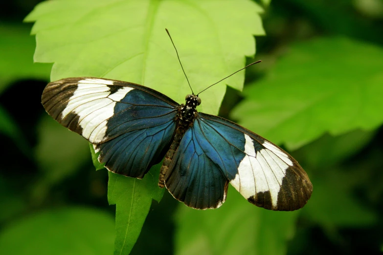 a blue and white erfly sitting on some green leaves