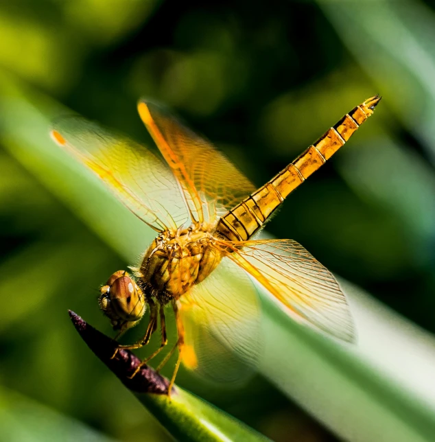 a dragonfly sits on top of a leaf