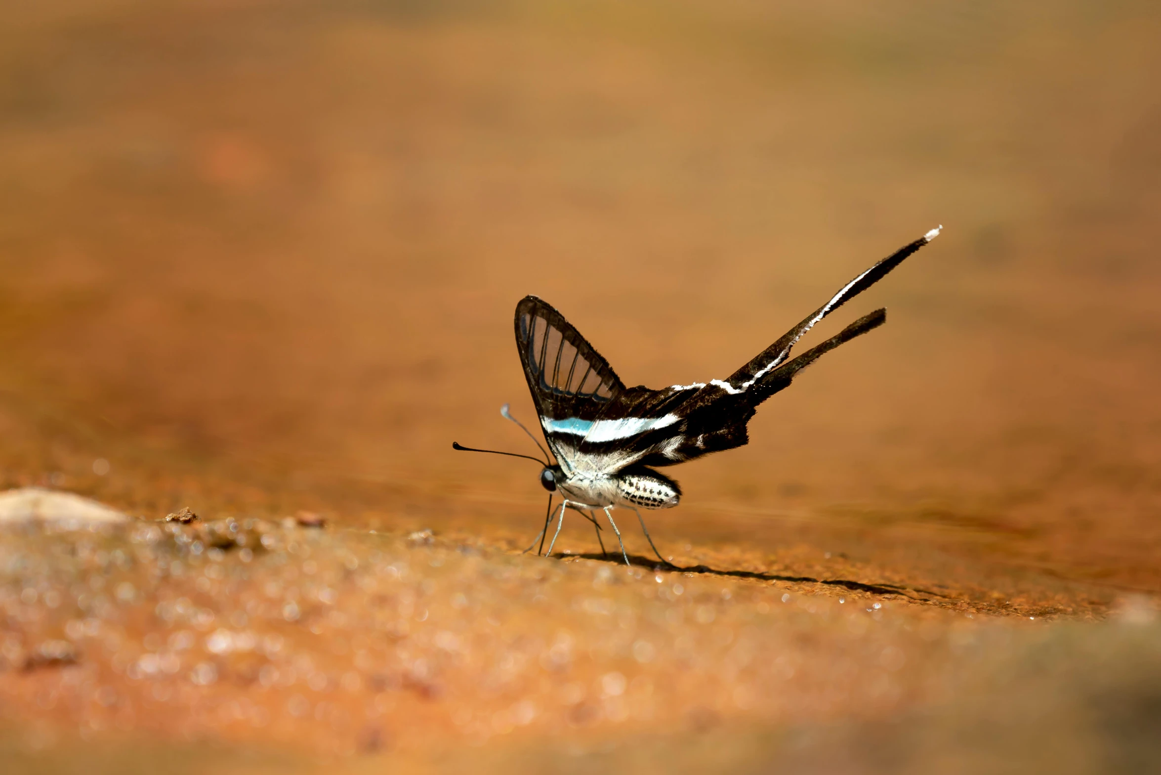 a large bird with white and black wings standing in the desert