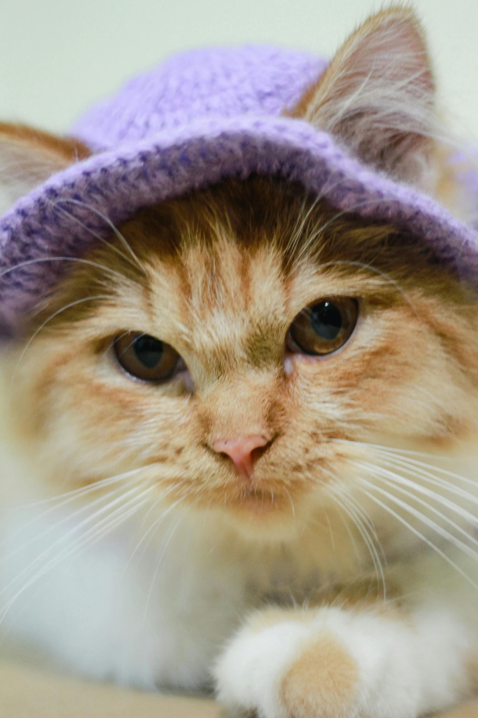 a yellow cat in a purple hat on the table