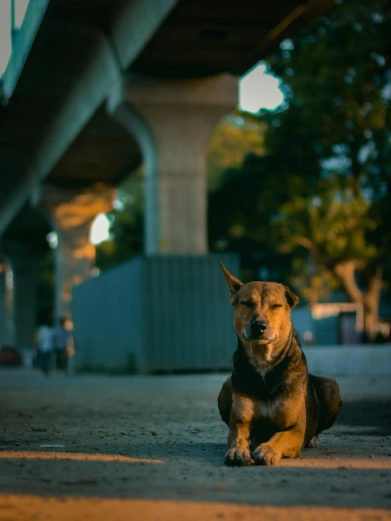 the dog is sitting and waiting for his master