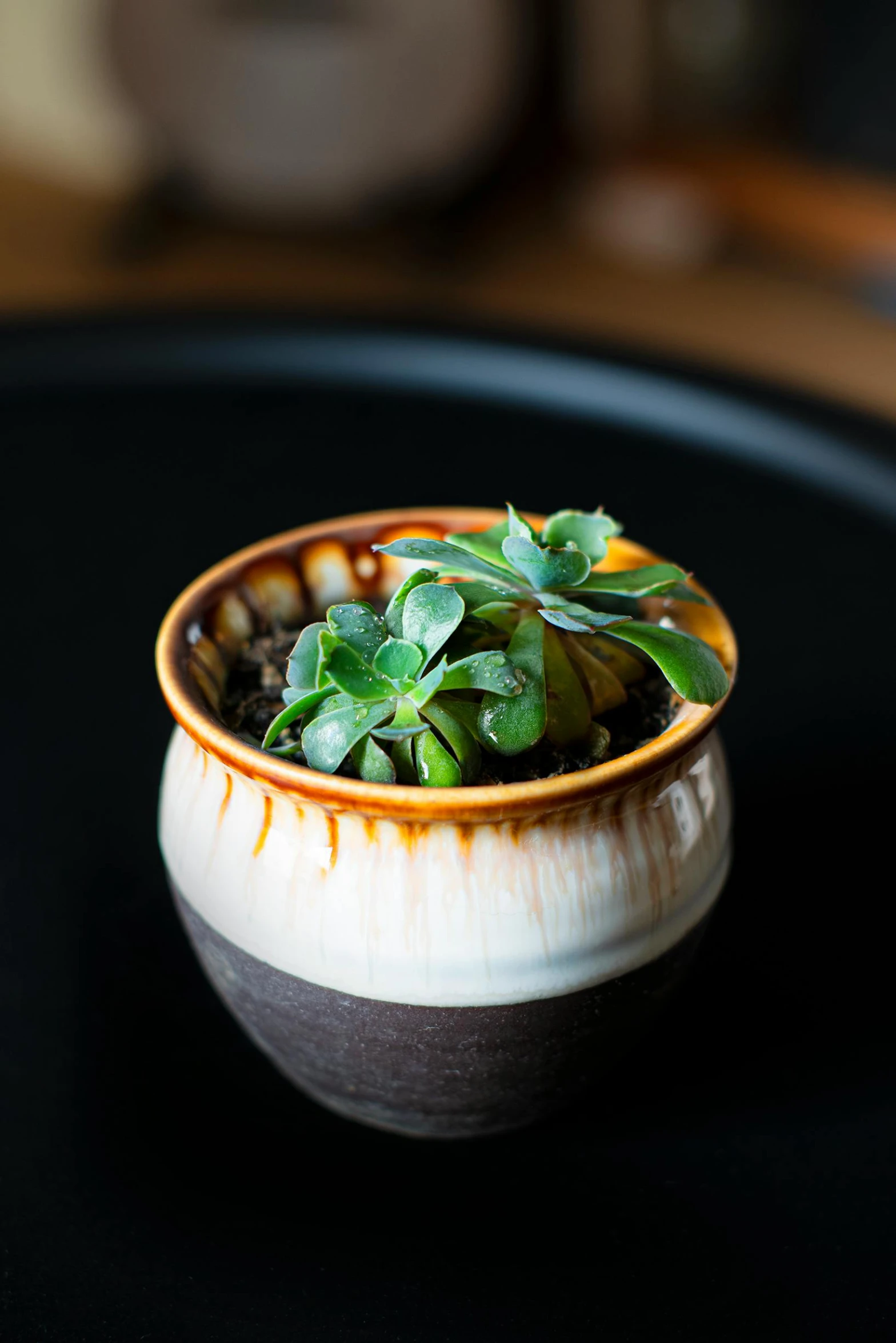 a bowl with green plant in it sitting on the table