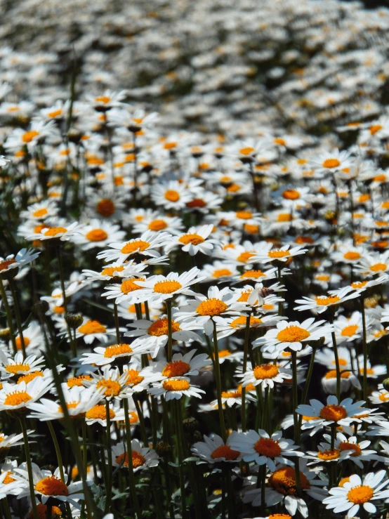 a large field full of white and orange daisies