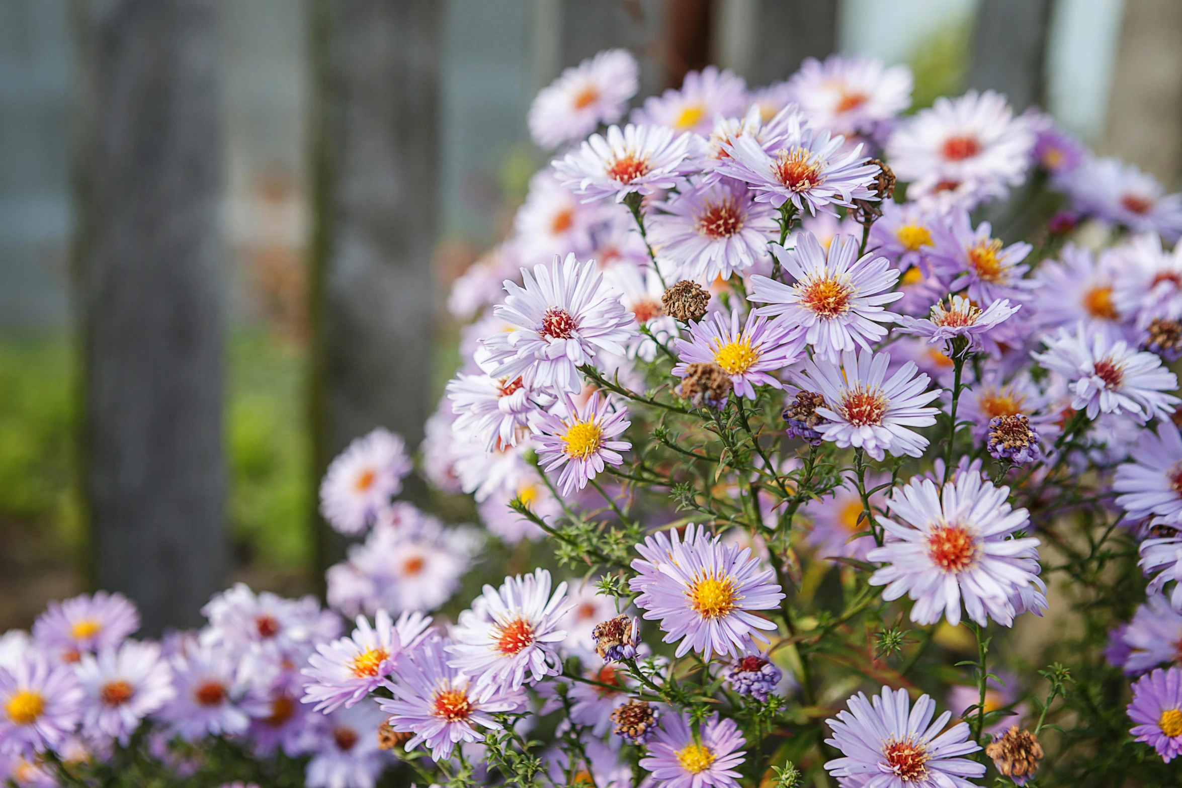 the colorful flowers are in bloom with long stems