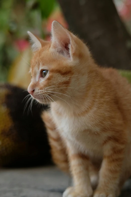 the orange kitten is looking forward as it walks around