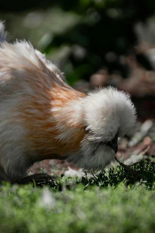 a bird walking around on some grass