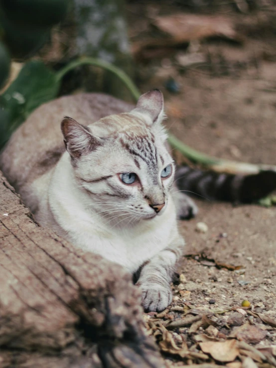 a cat with blue eyes sitting on top of a wooden log