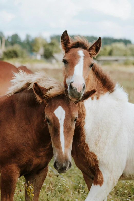 two horses standing next to each other in a field