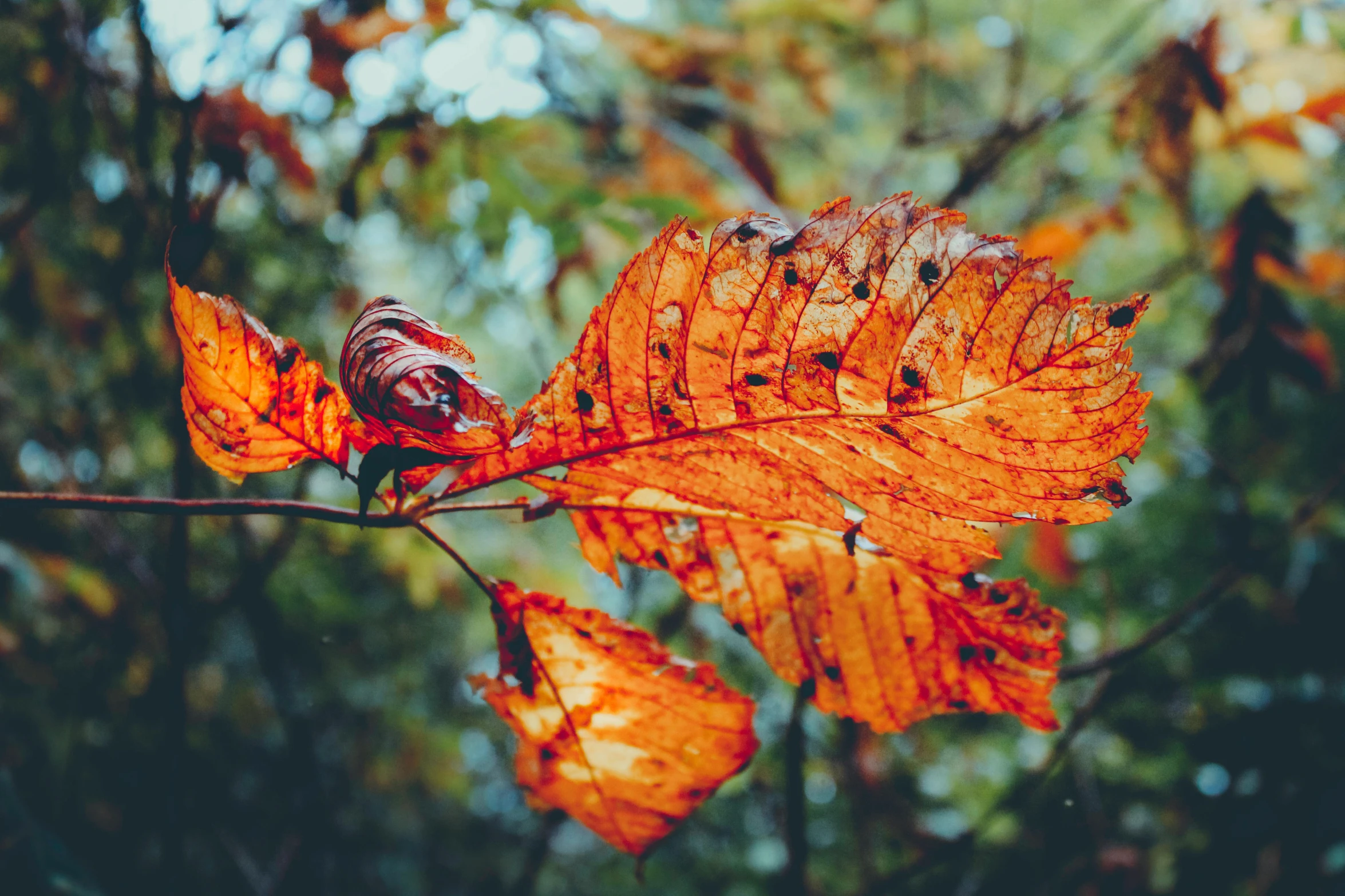 autumn leaves with red and orange speckled, against green and yellow background