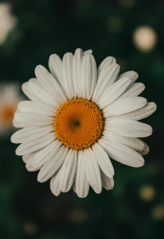 a single white and yellow daisy with small yellow centers