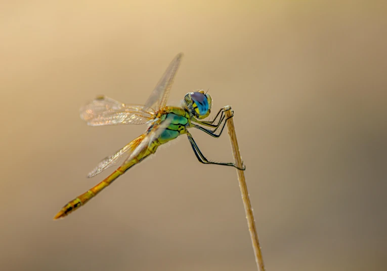 a dragonfly is sitting on a stick in a pond