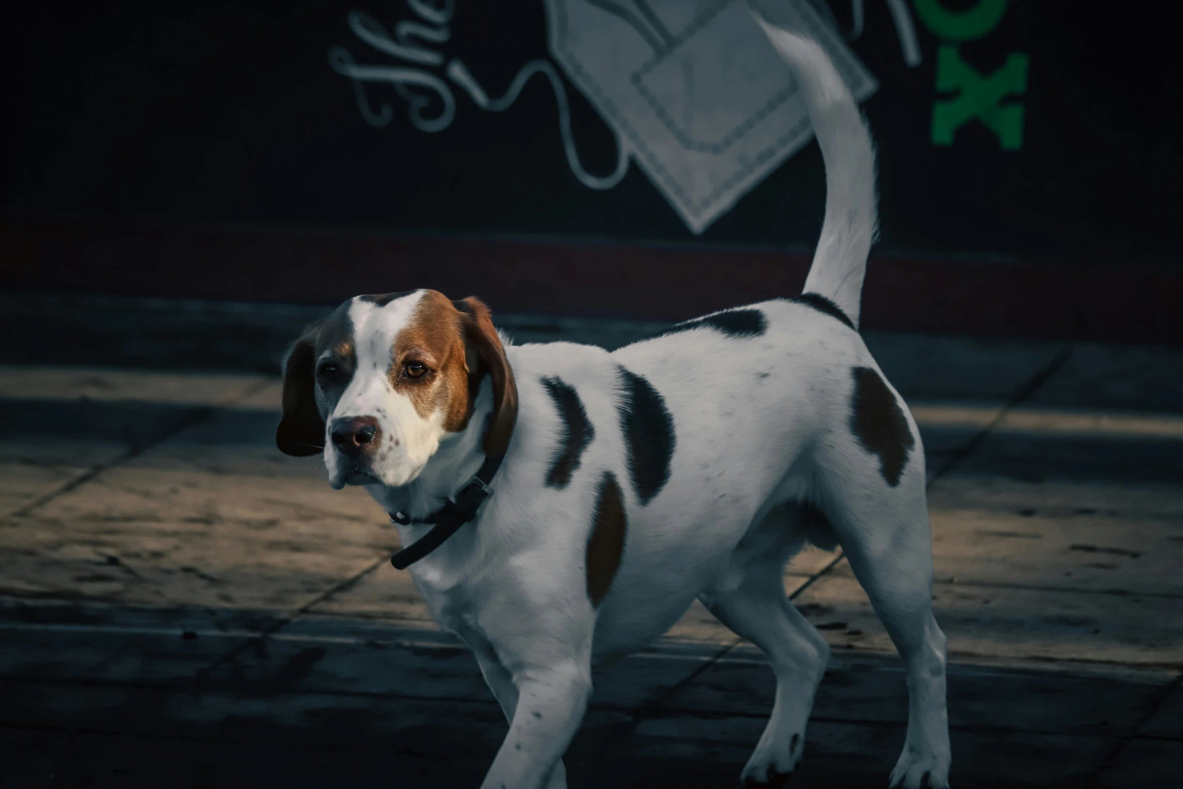 the dog is on a leash outside by the sign