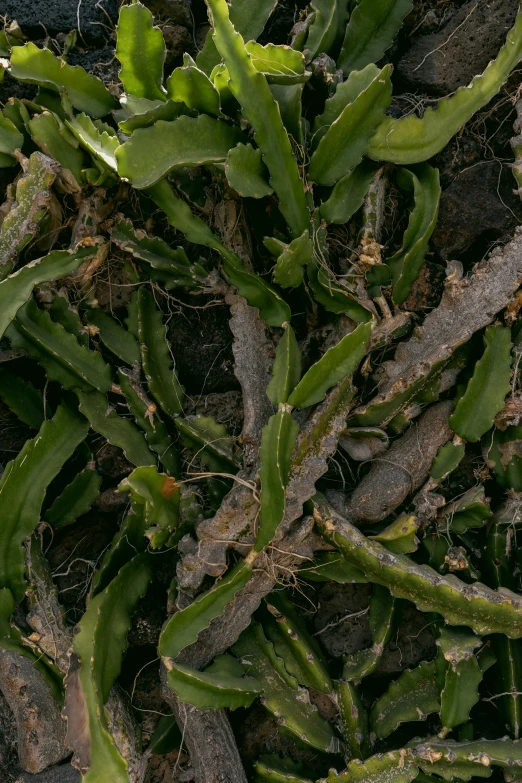 many plants sprouting out from the ground