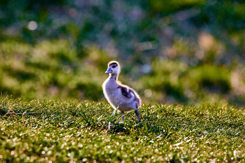 small, baby bird stands on a patch of green grass