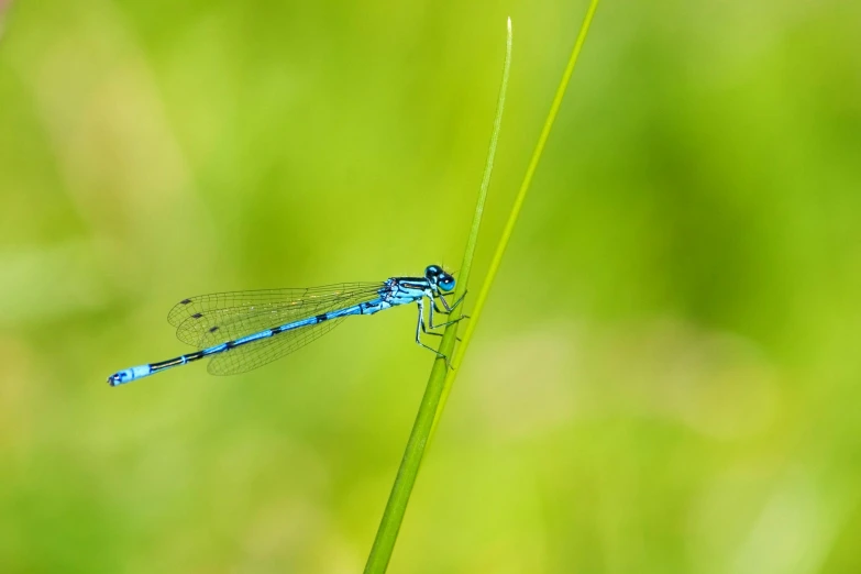 the small blue insect is resting on a green stem