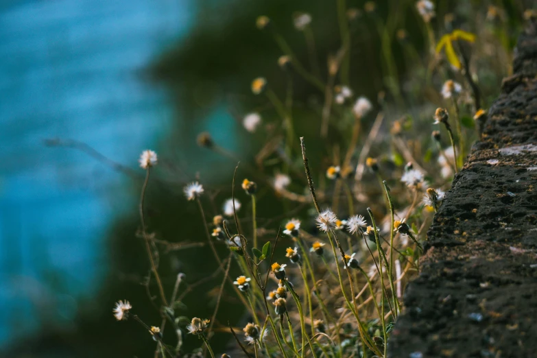 some flowers near the water is in the grass