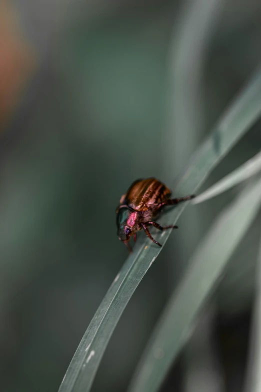 a close up of a tiny bug on top of a leaf